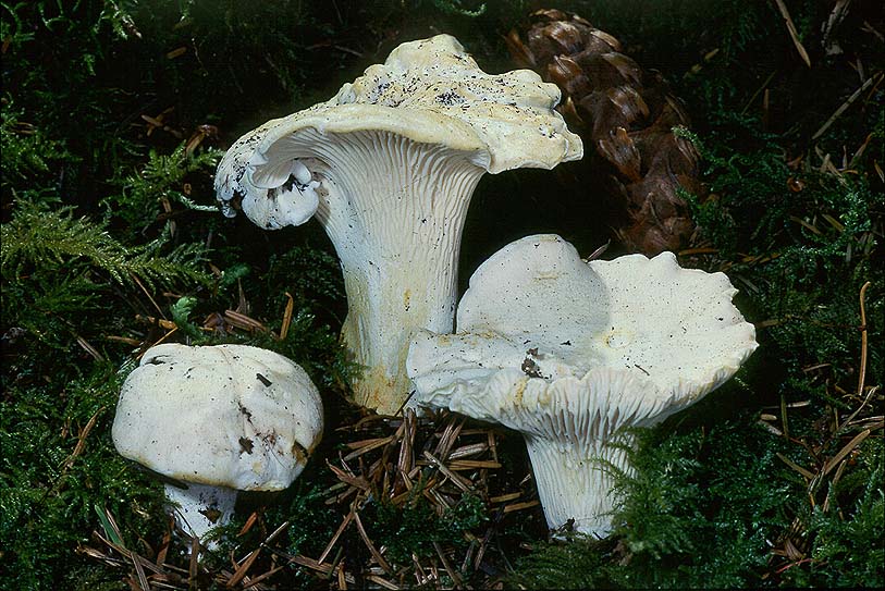 Cantharellus subalbidus